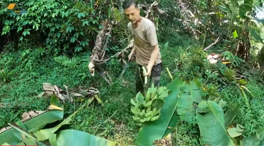 Bule Kanada bernama Marco membawa buah pisang yang ditanamnya sendiri di kebun miliknya