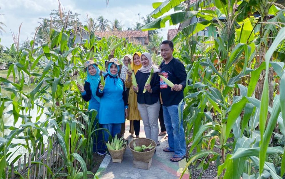 MOMEN panen jagung dari pekarangan sekitar rumah warga Desa Sinartanjung Kec Pataruman, Kota Banjar