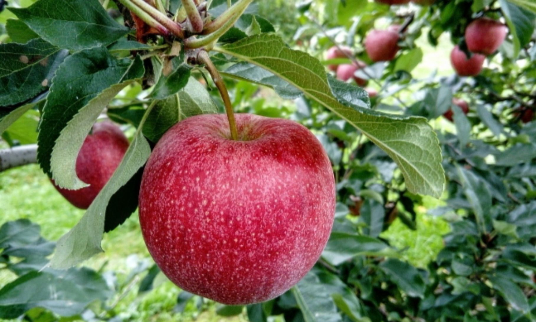 Buah apel bisa dikonsumsi ketika asam lambung tinggi men urut dr. Saddam Ismail/
