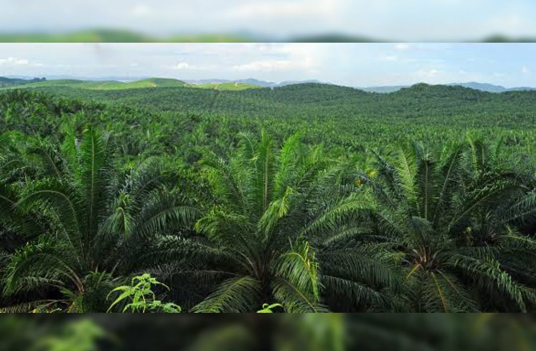 Ilustrasi perkebunan kelapa sawit milik perusahaan pemilik HGU