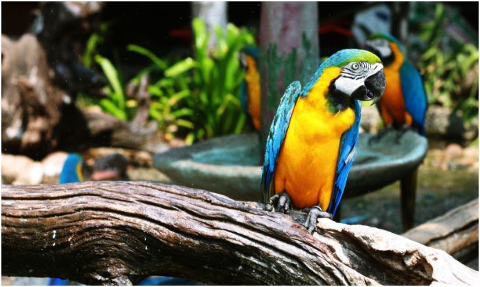 Ilustrasi hewan yang ada di Lembang Park & Zoo salah satu tempat wisata di Lembang Bandung hits 2024