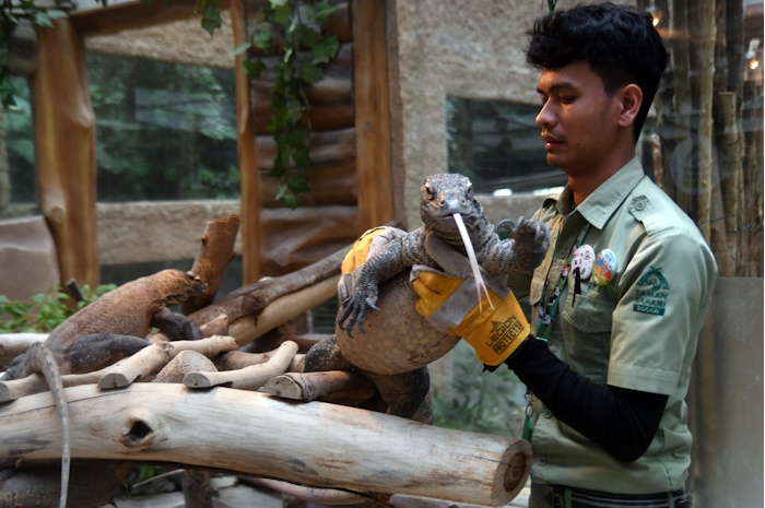Dua ekor anak komodo (Varanus komodoensis) berada di dalam kandang exhibit saat acara pemberangkatan komodo menuju habitat aslinya di Taman Safari Indonesia (TSI), Cisarua, Kabupaten Bogor, Jawa Barat, Senin (14/8/2023).
