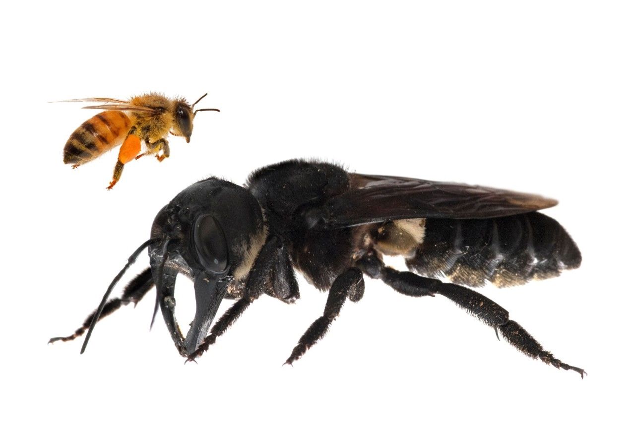 Lebah raksasa Wallace (Megachile pluto) adalah lebah terbesar di dunia