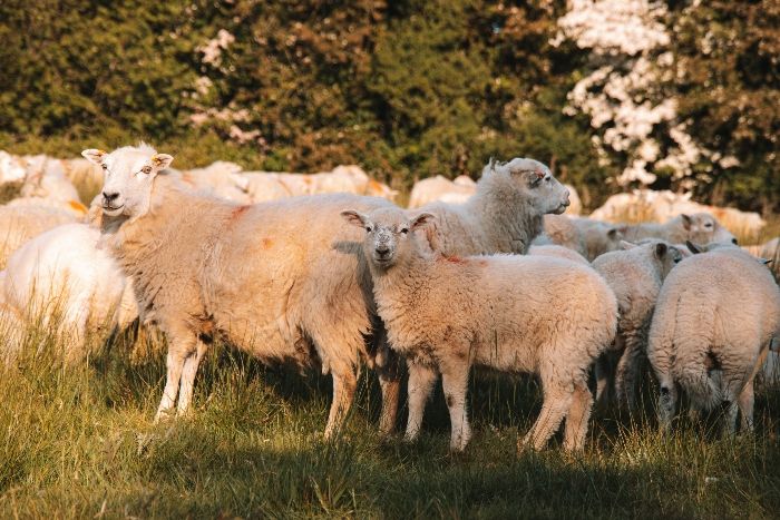Zakat peternakan dikeluarkan apabila memiliki hewan ternak, misalnya kambing dan domba. Zakatnya apabila telah mencapai minimal 40 kambing/domba.