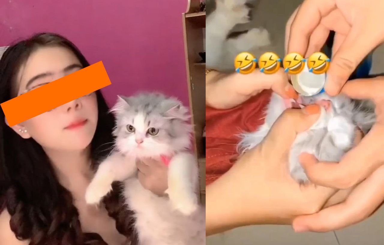 Viral di Media Sosial: Video 3 Wanita Paksa Kucing Minum Miras, Digrebek Warga Hingga Minta Maaf