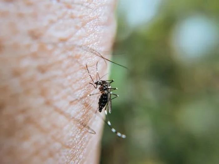Nyamuk betina merespon napas manusia untuk menentukan sasarannya.
