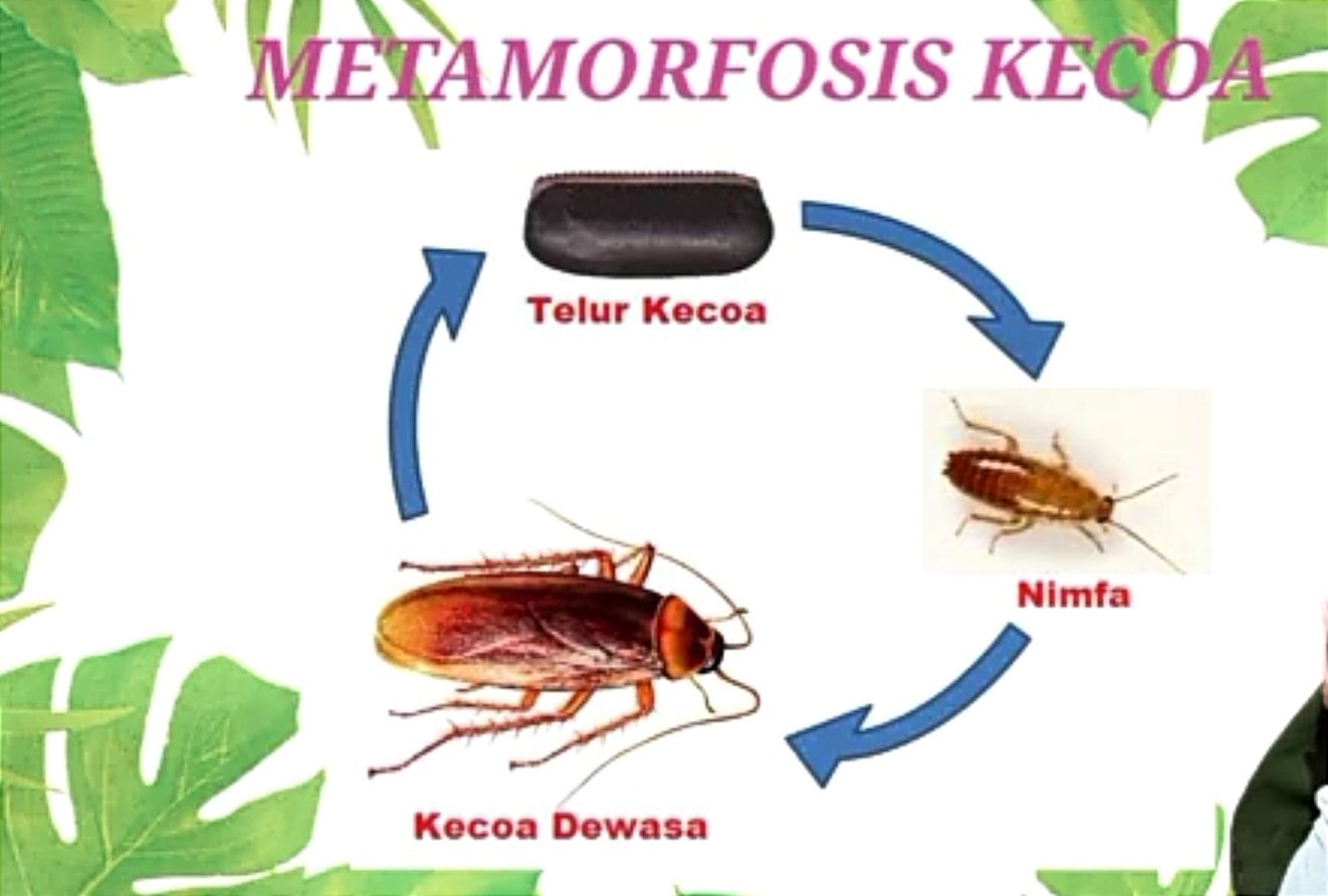 Gambar tahap metamorfosis pada kecoa. 