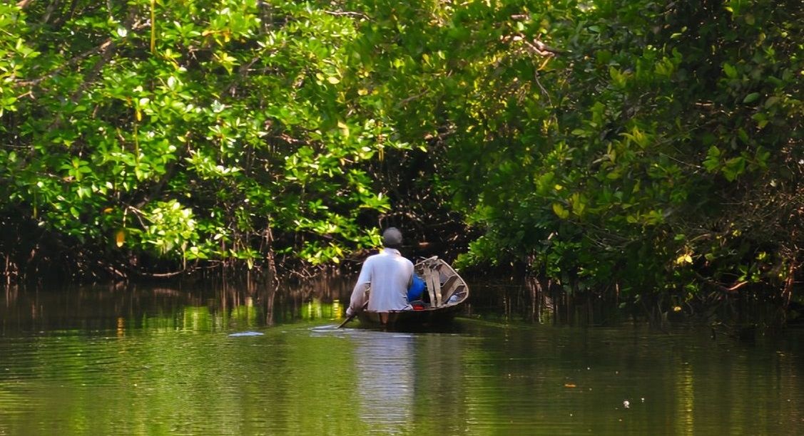 Ilustrasi Hutan mangrove.