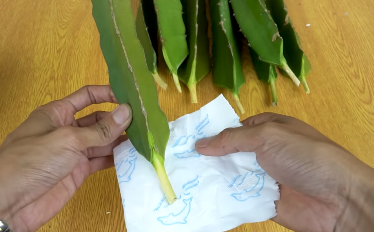 Potong ujung buah naga untuk merangsang pertumbuhan akar