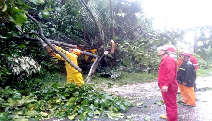 Tim BPBD Aceh Tamiang sedang melakukan pembersihan pohon tumbang di Badan Jalan Nasional Bukit Seumadam, Kecamatan Kejuruan Muda, Aceh Tamiang. Senin (25/9/2023)