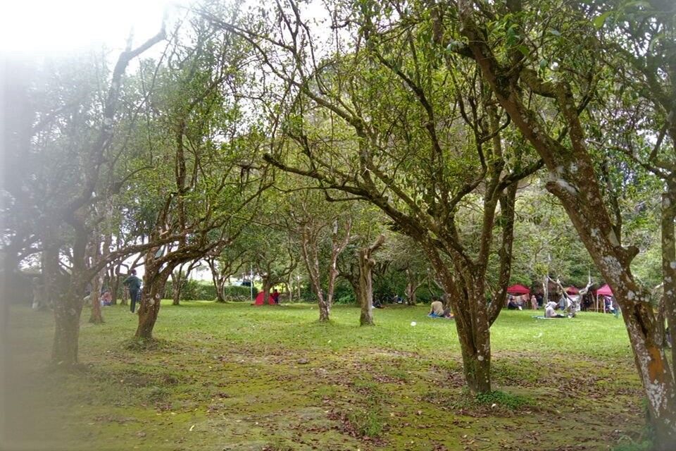 Papohonan teh yang sudah berusia lebih dari 120 tahun yang di bawa Boscha untuk pembibitan di perkebunan Malabar Pangalengan.