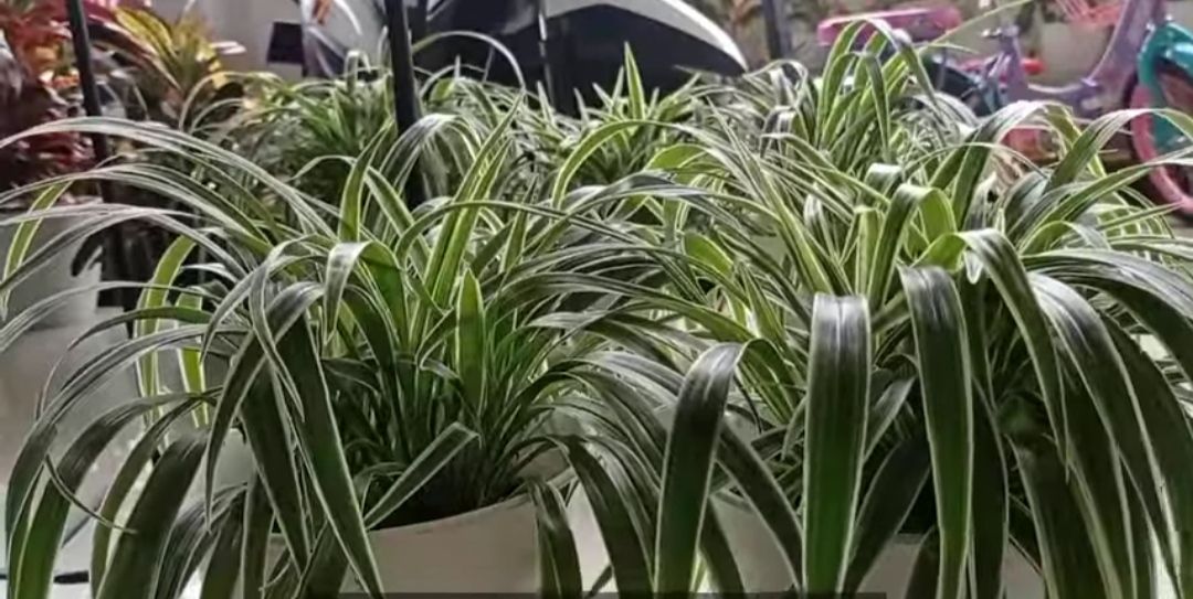 Lili Paris, tanaman hias penghasil oksigen malam hari/tangkapan layar YouTube/Sofia Zaid Channel