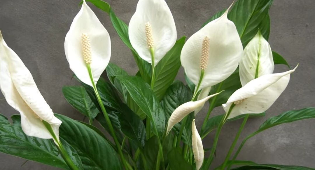Peace Lily, tanaman hias penghasil oksigen malam hari/tangkapan layar YouTube/Sofia Zaid Channel