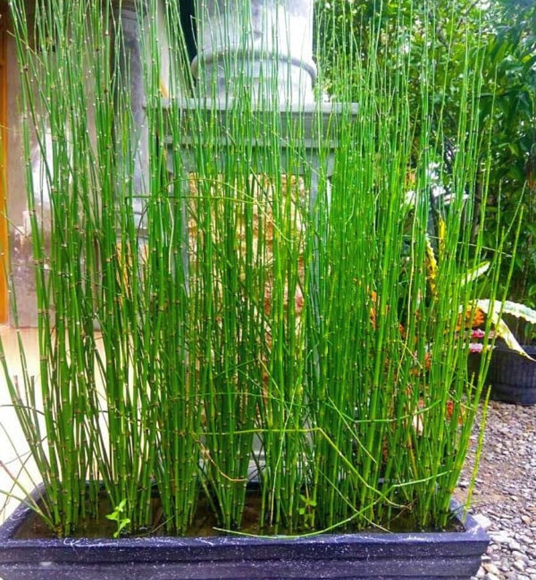 Bambu Air, tanaman air yang bisa berfungsi sebagai penjernih air kolam/tangkapan layar YouTube/channel Yuk ke Kolam