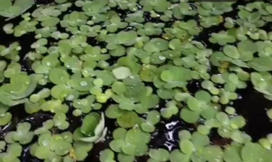 Apu Apu, tanaman air yang bisa berfungsi sebagai penjernih air kolam/tangkapan layar YouTube/channel Yuk ke Kolam