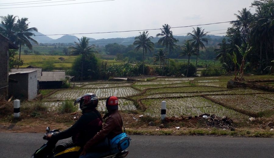 Suasana kawasan pertanian padi di jalur Situraja, Sumedang, Selasa, 3 Oktiber 2023.