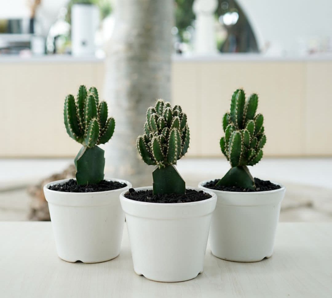Tanaman hias kaktus cocok diletakkan di meja ruang kerja/Instagram/pelangi_flora
