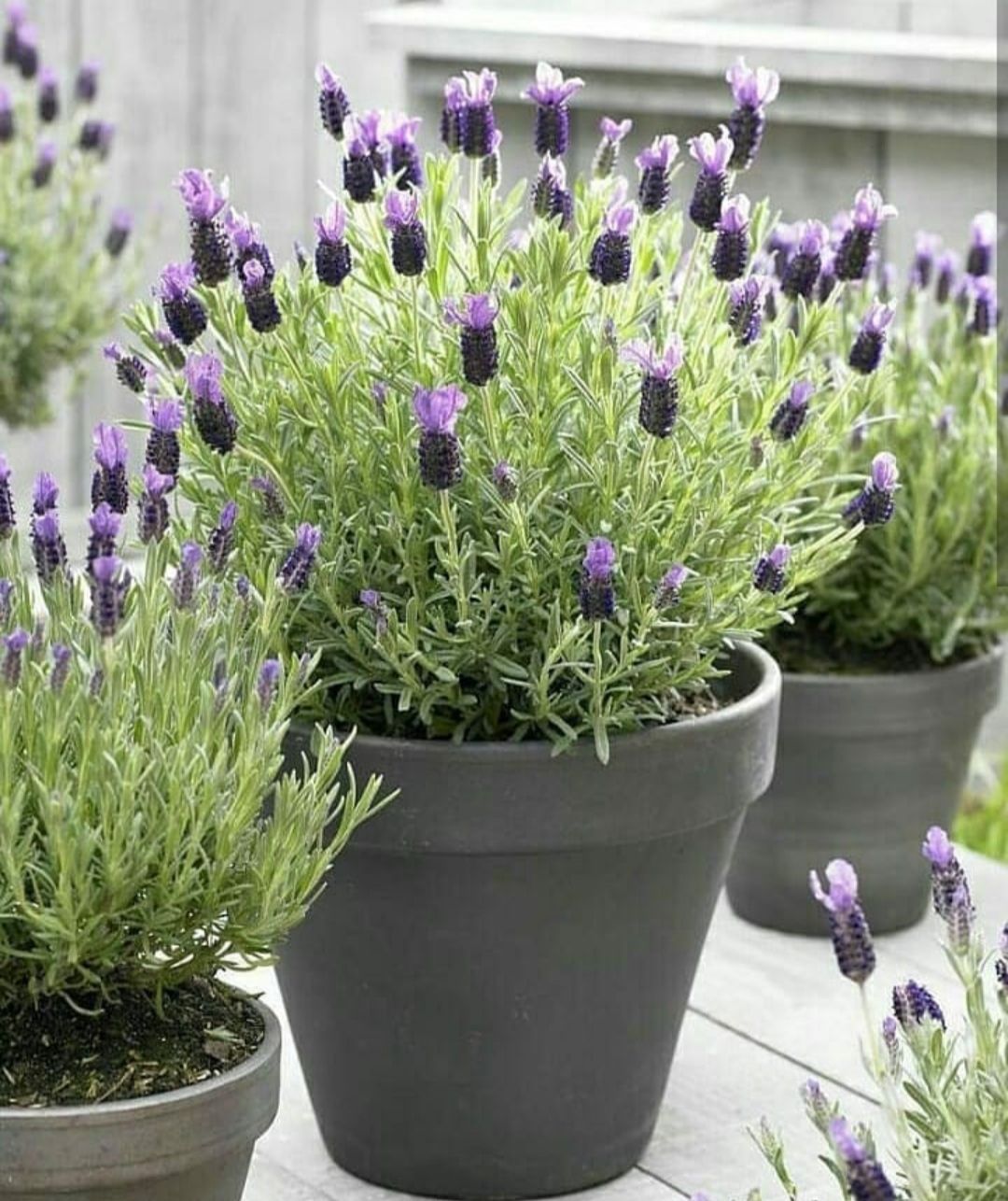 Tanaman Bunga Lavender 