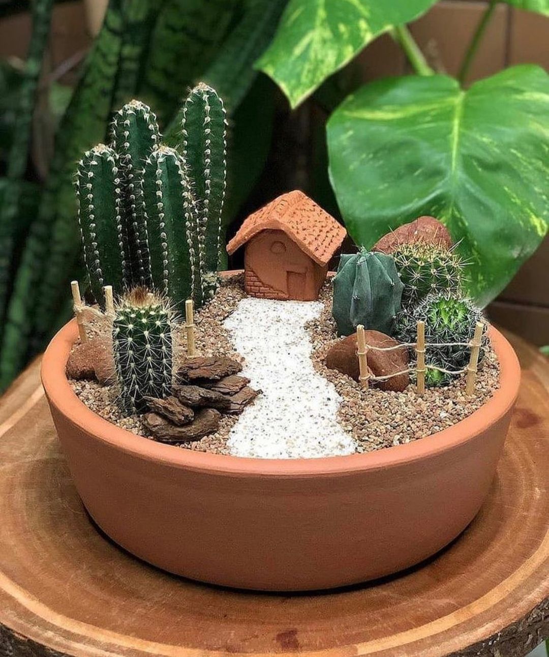 Kaktus Mini, tanaman hias cocok sebagai kado atau hadiah/Instagram/sukulen _id