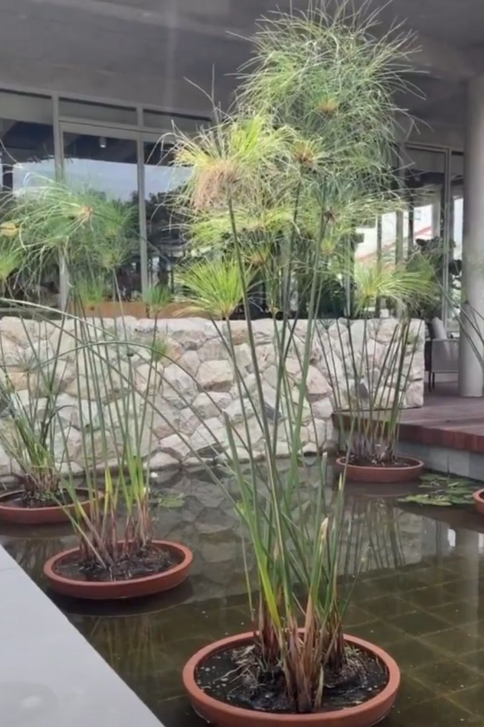 Tanaman air papyrus mempercantik kolam agar asri, indah dan sejuk/tangkapan layar YouTube/channel Halo Edukasi