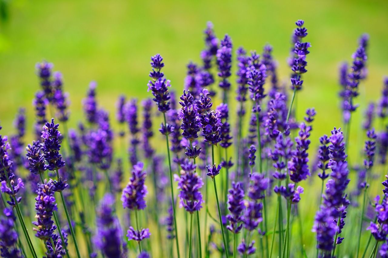 Ilustrasi salah satu tanaman obat yaitu Lavender
