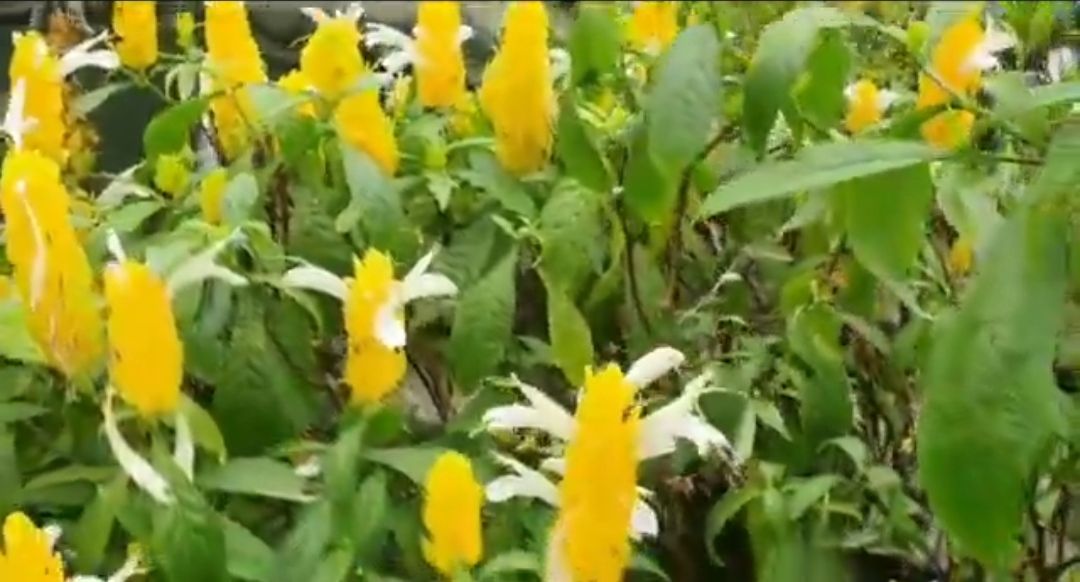Tanaman hias bunga lollipop yang berbunga kuning cerah cantik dan kaya manfaat/tangkapan layar YouTube/Butani Channel