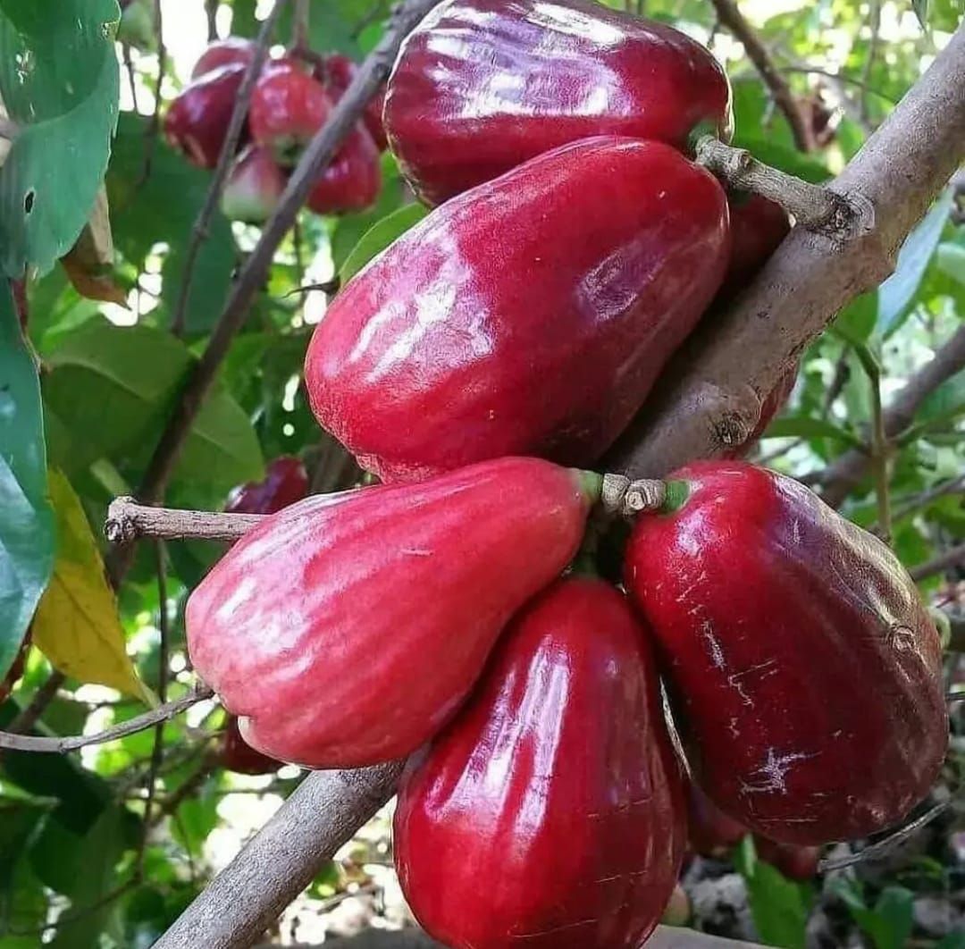 Jambu Air Bol Jamaika, salah satu varian buah jambu air/tangkapan layar youtube/ channel Tunas Fruit Farm