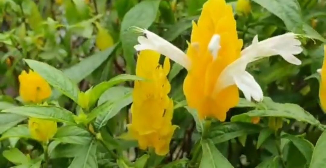Tanaman hias bunga lollipop yang berbunga kuning cerah cantik dan kaya manfaat/tangkapan layar YouTube/Butani Channel