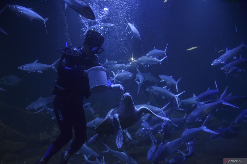 Keindahan Aquarium Indonesia Pangandaran