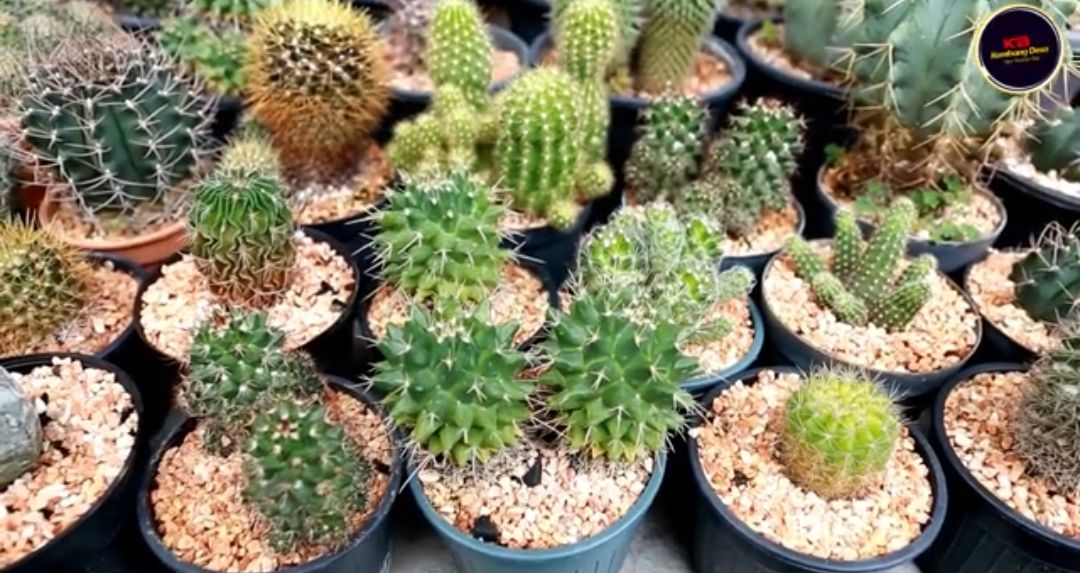 Tanaman Hias Kaktus cocok dibudidayakan saat musim kemarau/instagram/kazu.roc