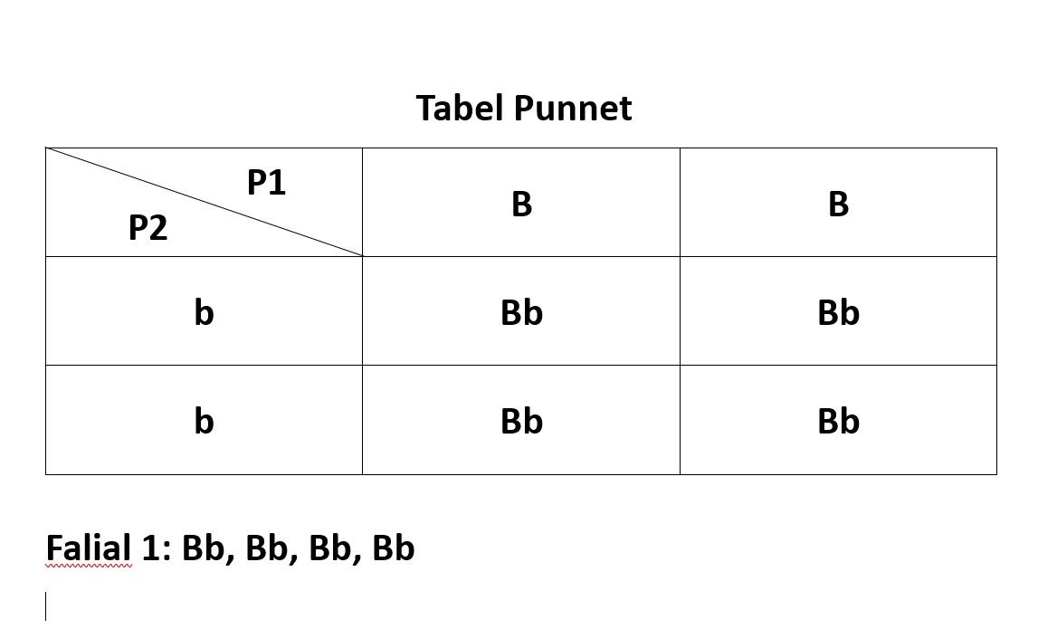 Tabel Punnet soal nomor 1 (a).