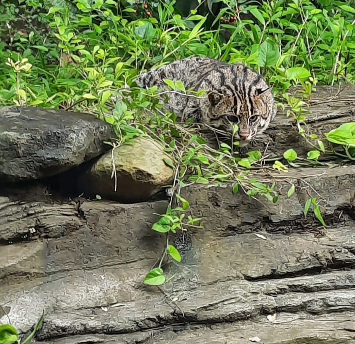 Kucing Dahan Kalimantan