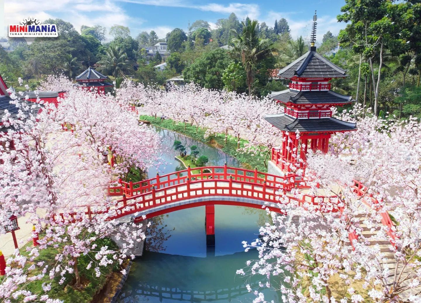 Sakura Park, taman bunga Sakura khas Jepang di Mini Mania Puncak Bogor.