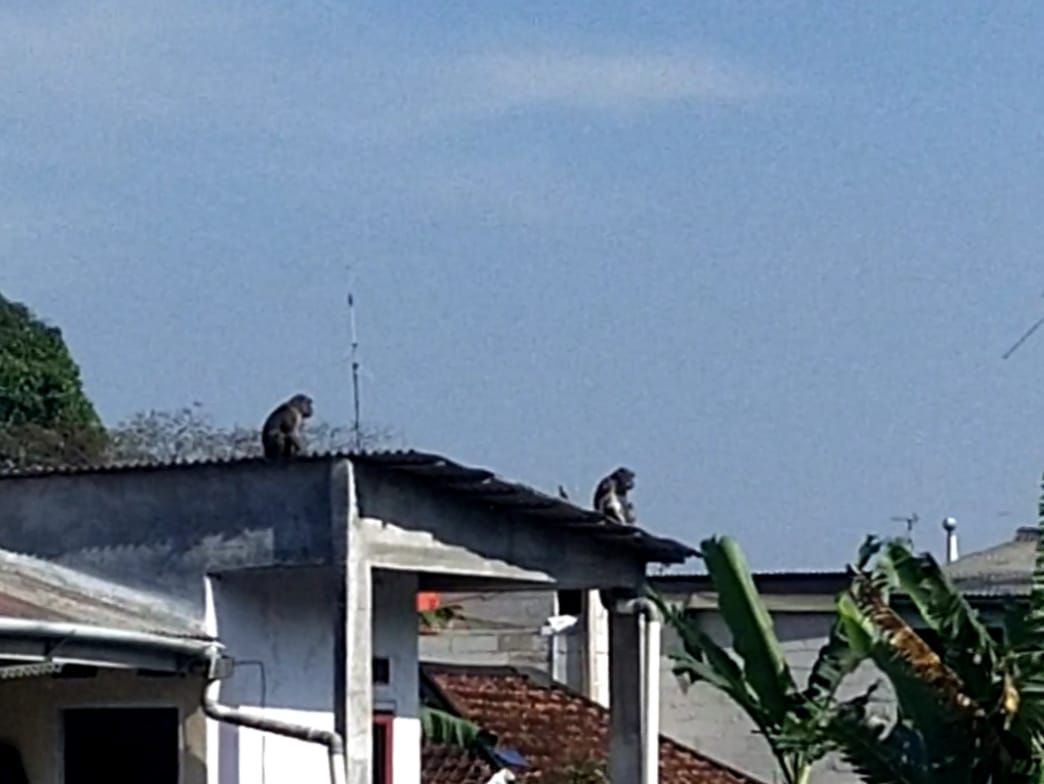 Monyet ekor panjang di atas atap rumah warga di kawasan Puncak, Desa Tugu Selatan, Kecamatan Cisarua, Kabupaten Bogor. (ISU BOGOR/Mutiara Ananda H.)