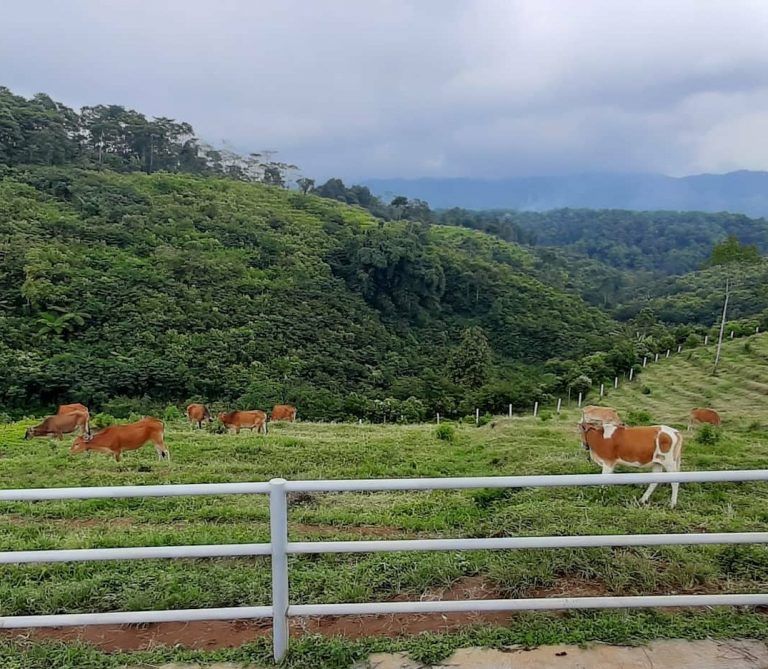 Mini Ranch Sukamantri wisata Peternakan sapi di pegunungan Sukamantri Kabupaten Ciamis