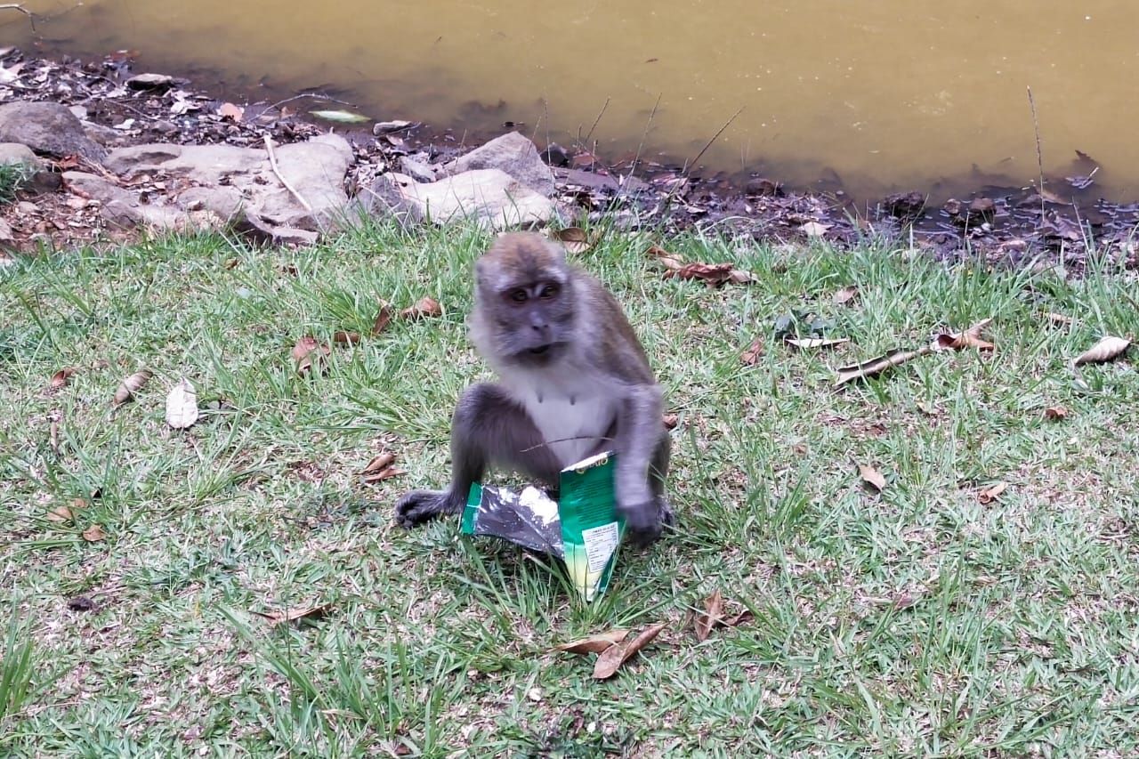 Monyet ekor panjang memakan snack atau makanan ringan yang ia rebut dari wisatawan di Taman Wisata Alam Telaga Warna, Puncak Bogor. (ISU BOGOR/Mutiara Ananda H.)