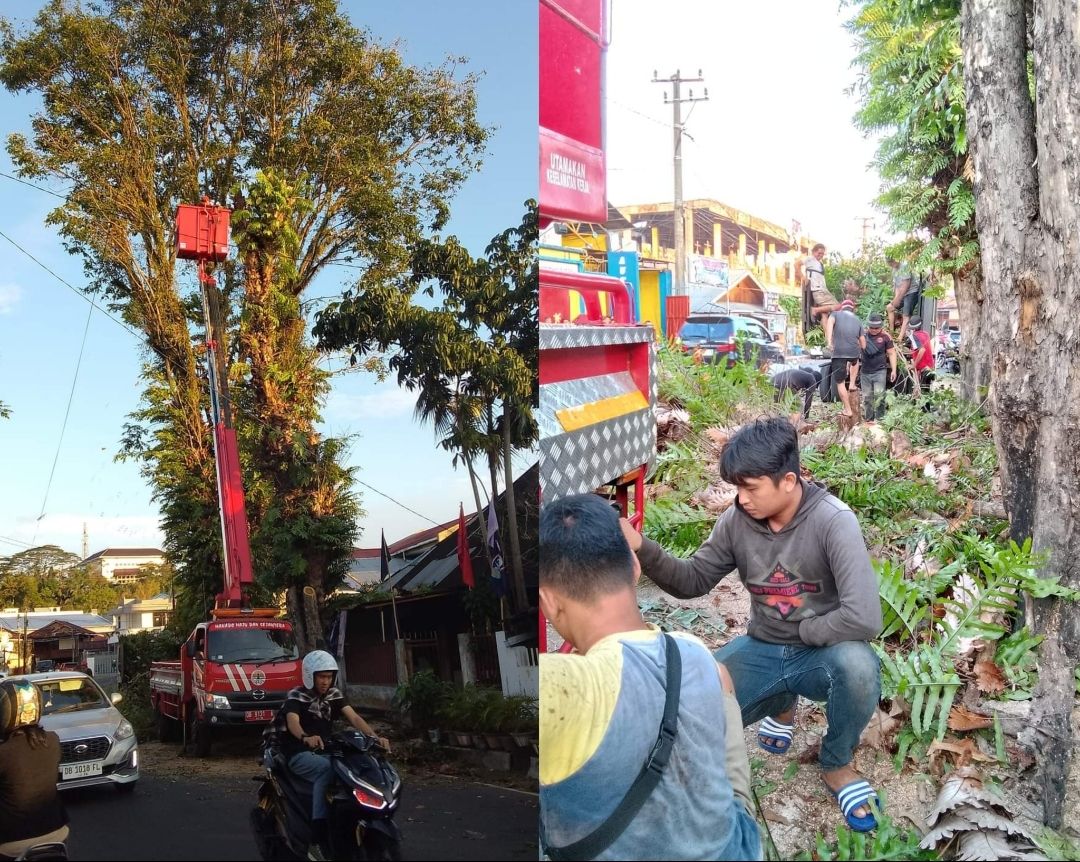 Petugas DLH Kota Manado memangkas pohon di Sario