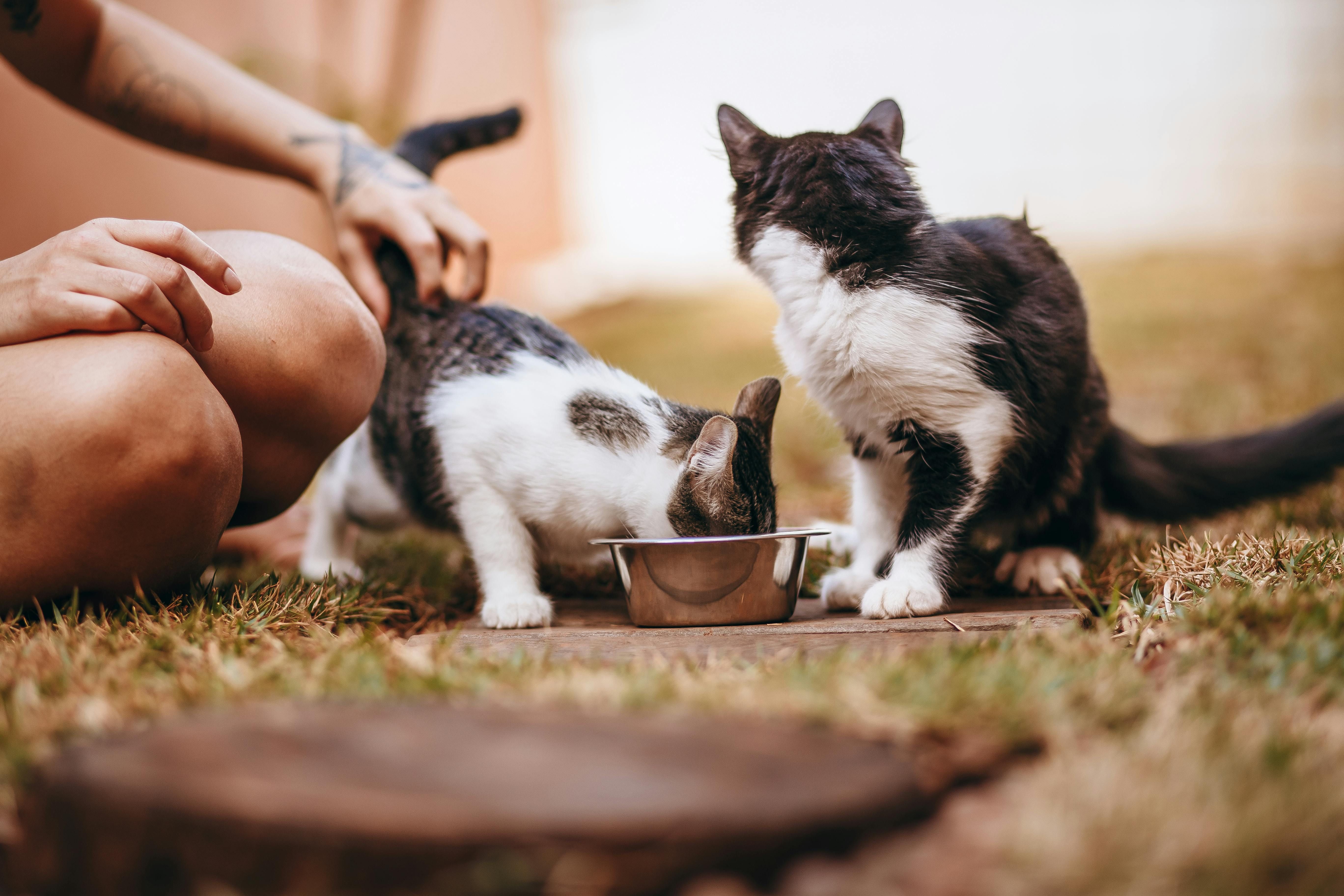 Jangan Sembarangan, Inilah 5 Panduan Memilih Makanan Kucing yang Berkualitas dan Cocok untuk Anabulmu
