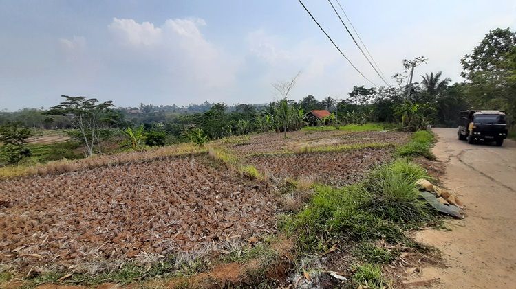 Pengendara melintas sawah kering di kawasan Desa Puteran, Kecamatan Cikalongwetan, Kabupaten Bandung Barat pada Selasa 14 November 2023. 