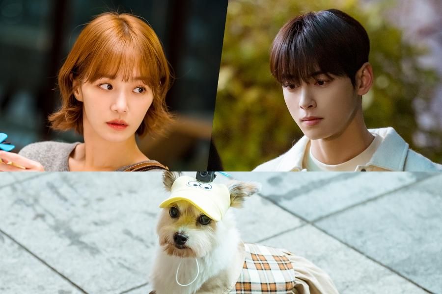 Link Nonton A Good Day to Be a Dog Episode 5-6, Park Gyu Young Menjalankan Misi Rahasia Selamatkan Cha Eun Woo