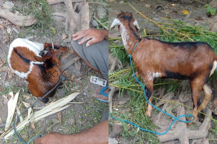 Beberapa ekor kambing yang diadakan bagi warga Desa Bloro, Kabupaten Sikka.//