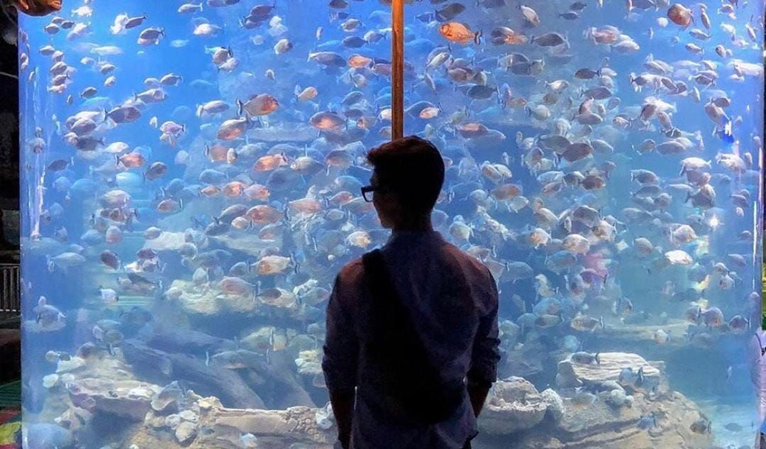 Seorang pengunjung sedang melihat ratusan ikan yang ada dalam Aquarium Raksasa.*/Instagram/sigitsugiyono