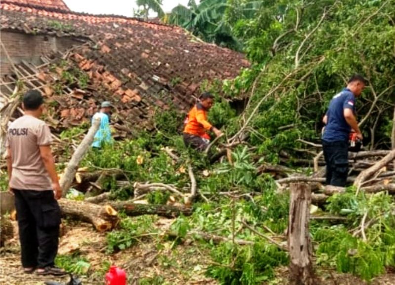 TRC BPBD Grobogan memotong pohon trembesi yang roboh menimpa dapur rumah milik Busman di Desa Karangrejo, Kecamatan Klambu, Grobogan, Senin 4 Desember 2023.