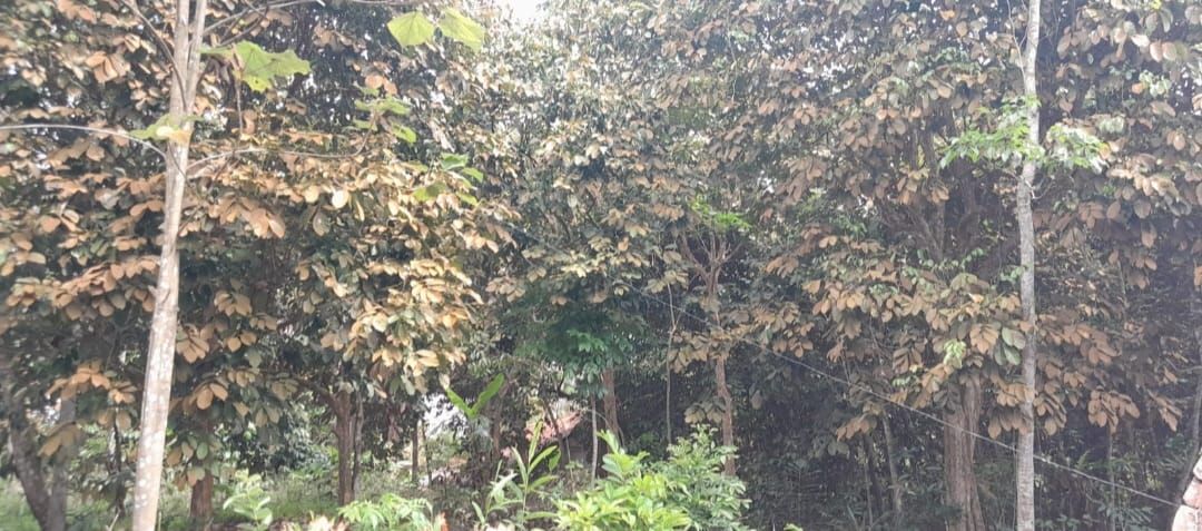 Pohon duku milik puluhan warga petani di Dusun Cililitan Desa Karanganyar Kecamatan Cijeungjing Kabupaten Ciamis Jawa Barat terserang penyakit karak daun.*/kabar-priangan.com/Istimewa