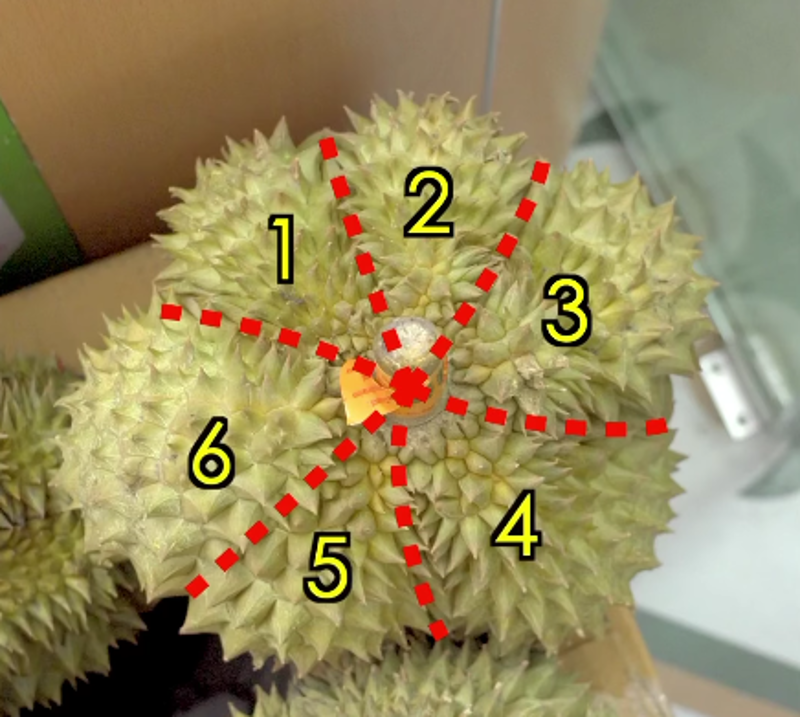 Ilustrasi jumlah ruas buah durian