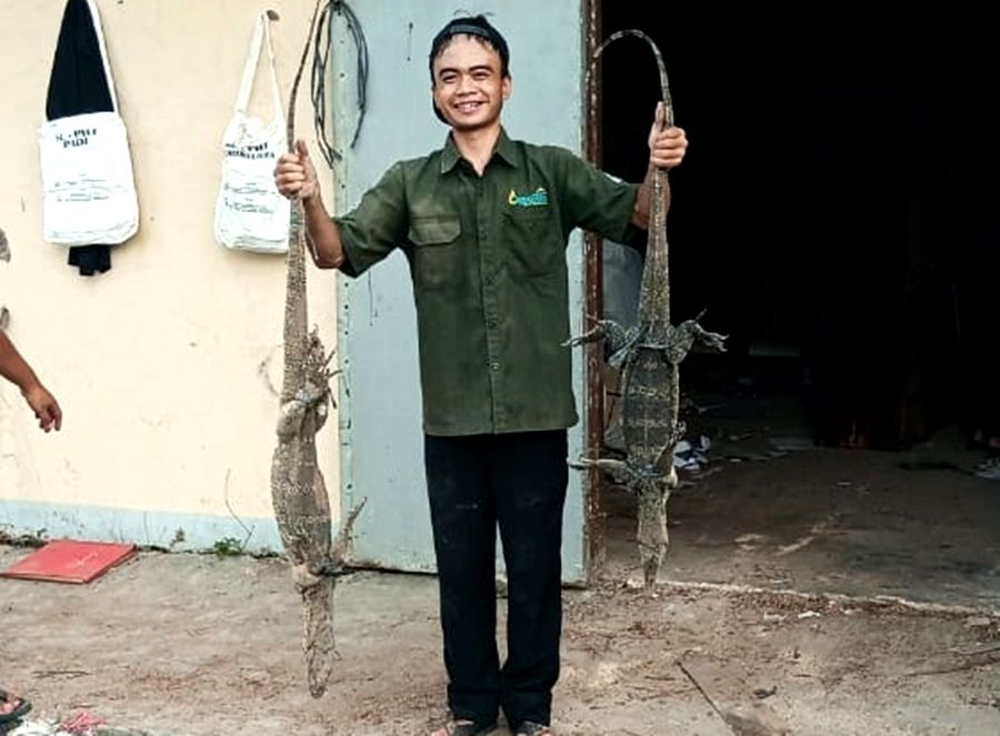 Personel Bapeltan Dinas Tanaman Pangan dan Hortikultura Provinsi Jawa Barat di Bojongpicung, Cianjur, menunjukan tangkapan dua ekor biawak. 