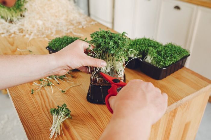 Ilustrasi -  cara menanam microgreen si sayuran mini banyak manfaat sekaligus jadi ide bisnis