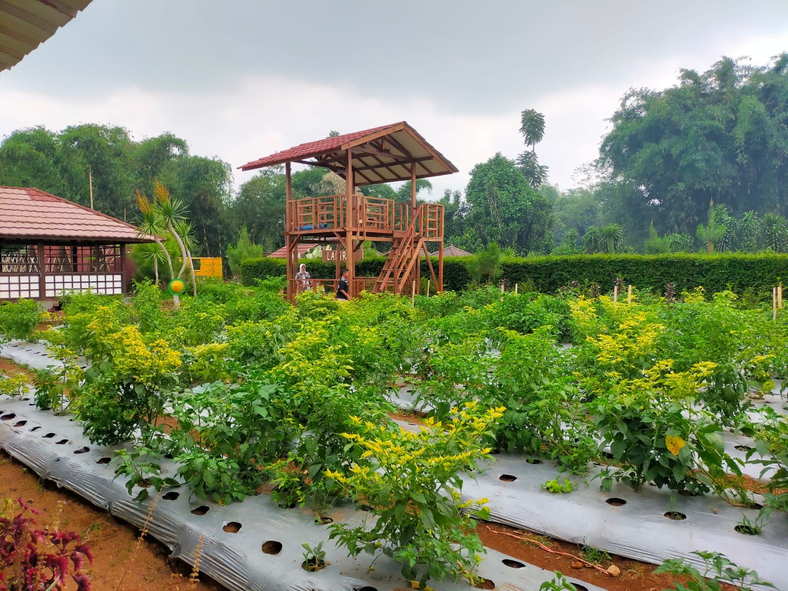 Area pertanian di tempat wisata De'tani Water Park Sukabumi.
