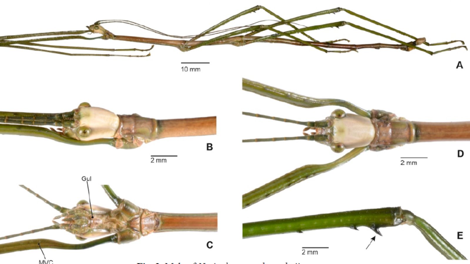 Ilustrasi serangga raksasa asal NTT yang ditemukan pemuda Indonesia.
