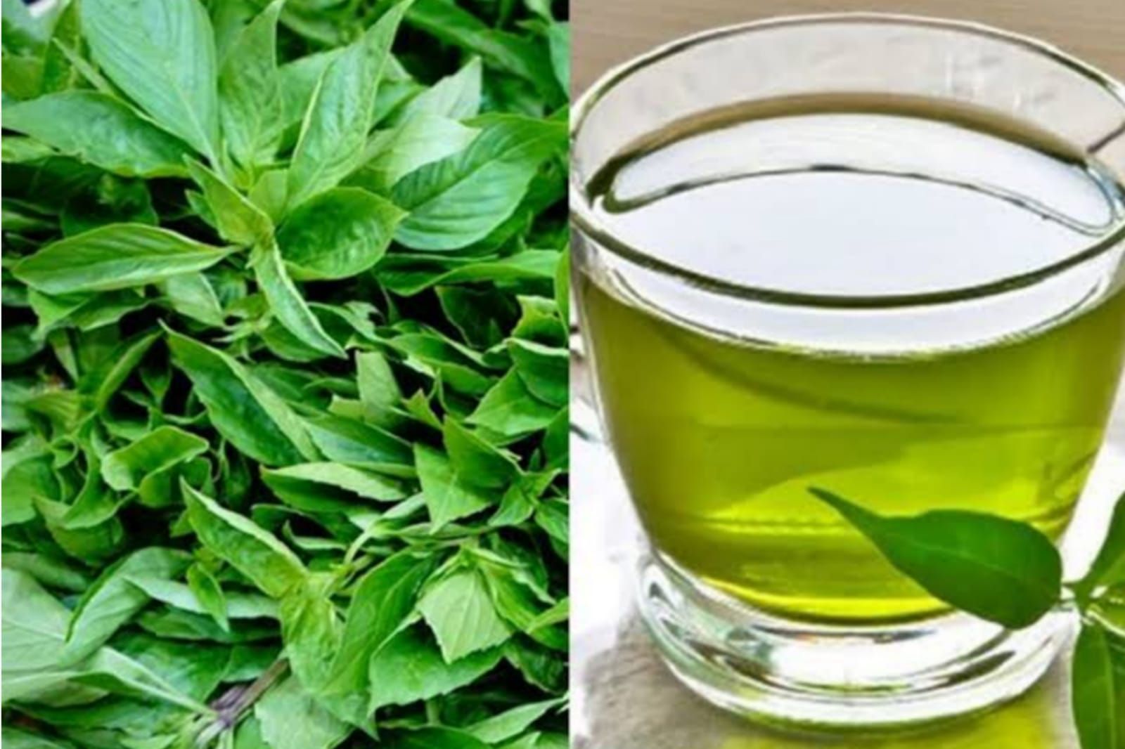 Ilustrasi - Resep dan cara mengonsumsi daun kemangi sebagai obat alami meredakan asam lambung atau GERD 